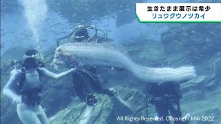 とても珍しい深海魚リュウグウノツカイ 仙台うみの杜水族館で展示
