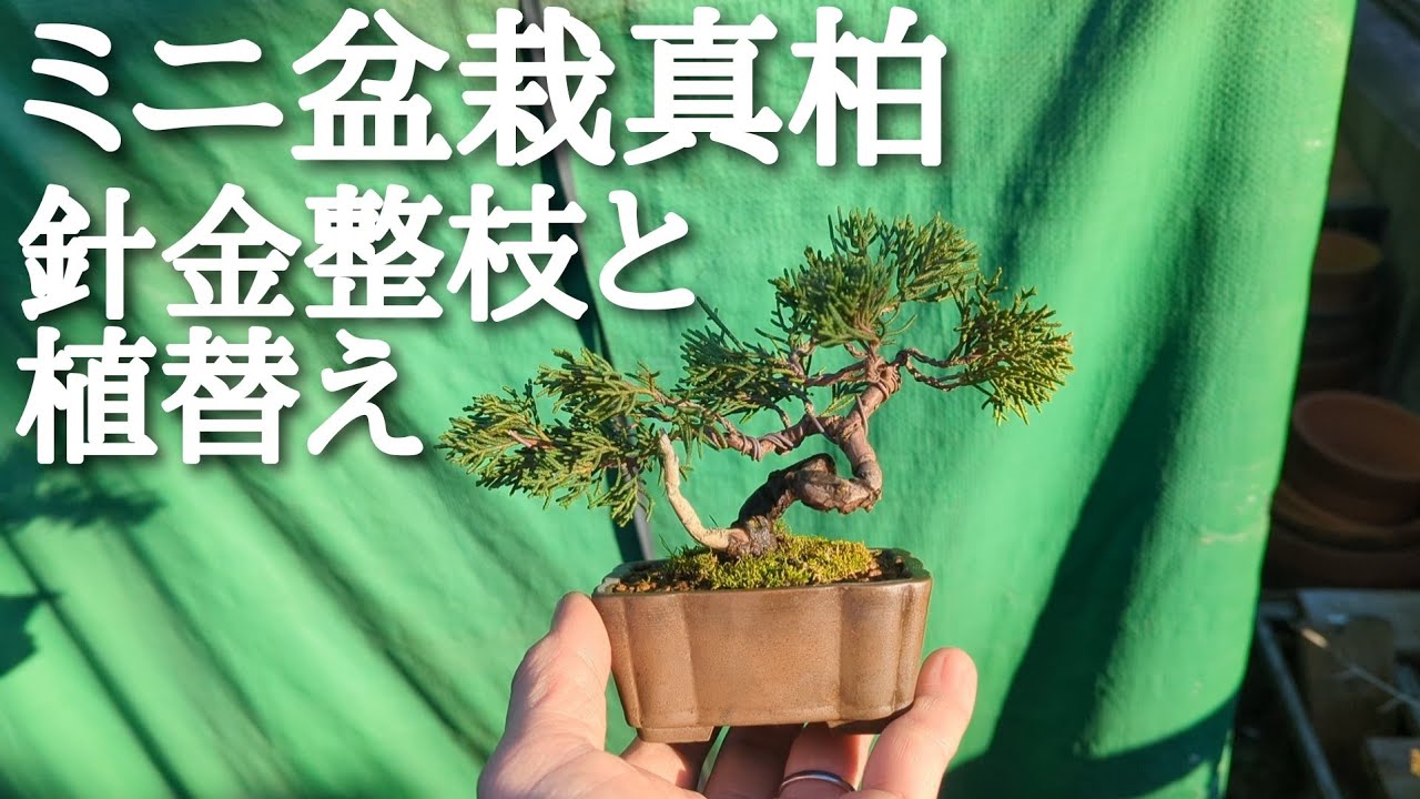 盆栽鉢入手！開封動画です - YouTube