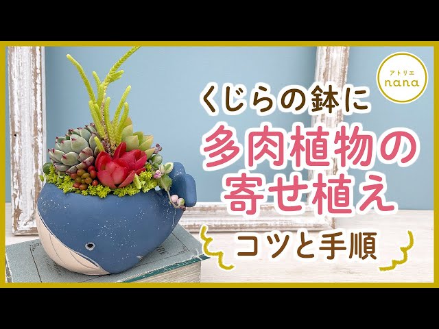 Succulents] Stylish ✨ Succulent planting in a whale-shaped pot