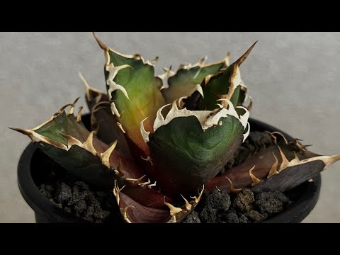 20260214 特選アガベ・チタノタ 赤猫(芽)-003｜agave titanota redcat