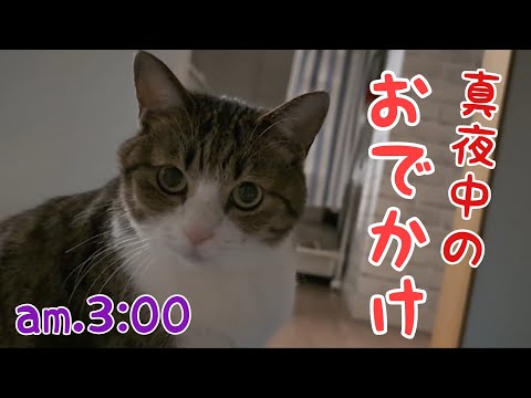 毎晩深夜3時頃、姿を消すようになった猫。vol.1410 - YouTube
