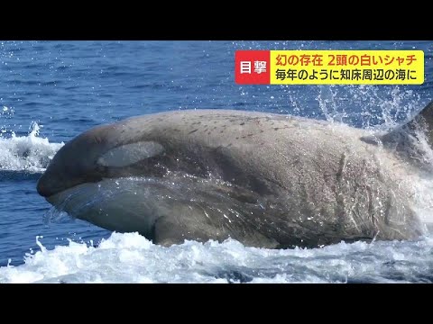 幻の“白いシャチ”2頭が知床の羅臼沖に 2019年から毎年のように目撃