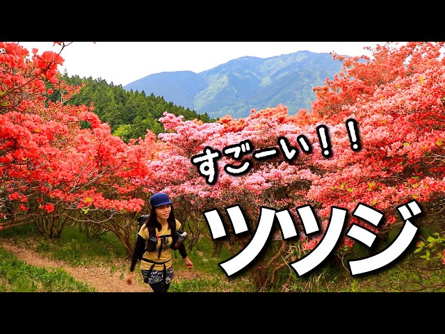 Mountain climbing] A mountain dyed bright red! Mount Yamato