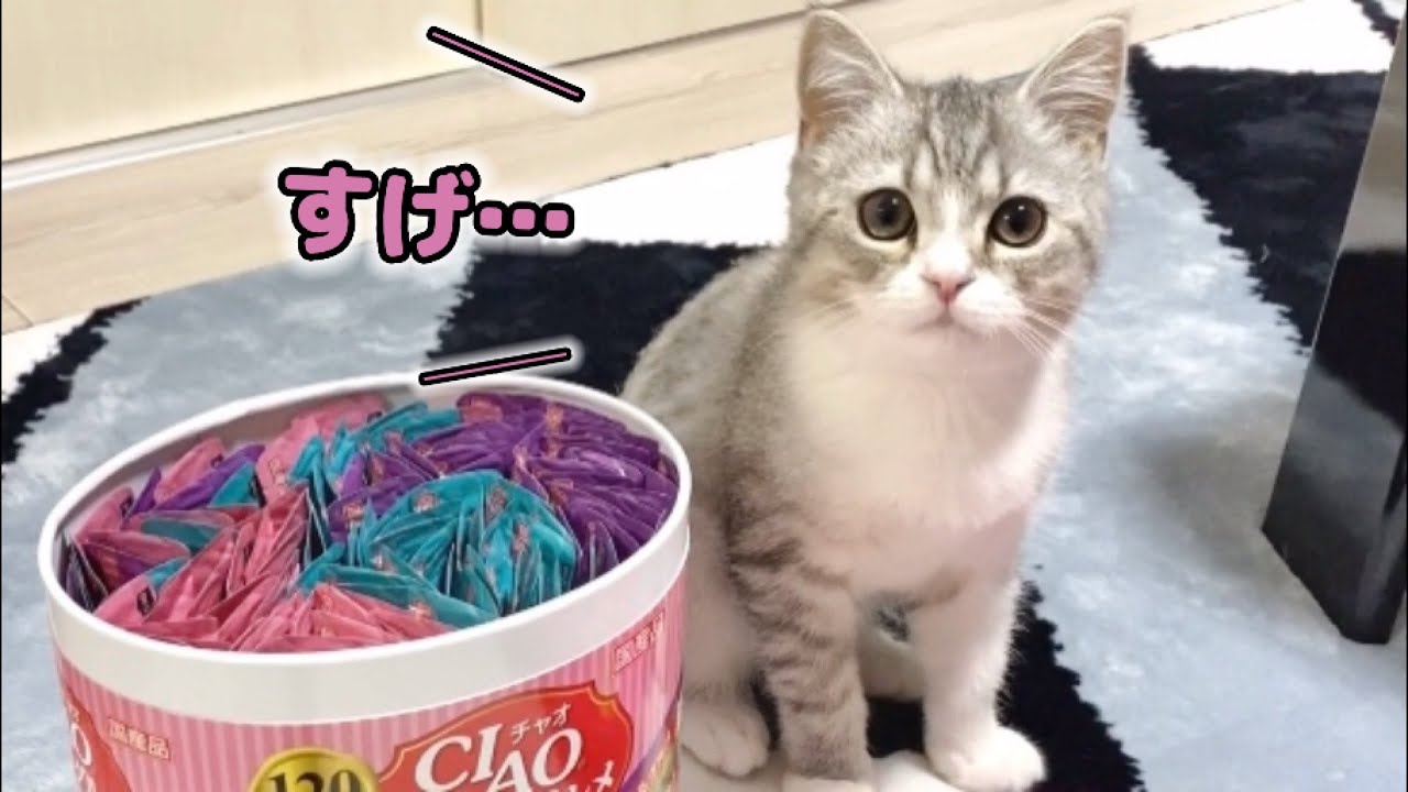 特大ちゅーるがうれしすぎて挙動不審な子猫がこちらです笑 - YouTube