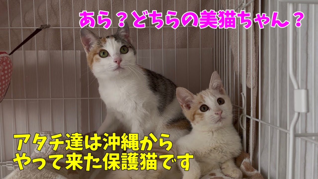 Okinawa Flight 9] It's a rescued cat, but I think the thumbnail is