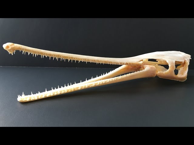 Longnose Gar Skull #2 - YouTube