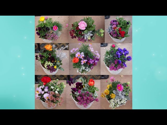 I made a flower arrangement using Hanao's violas. These are