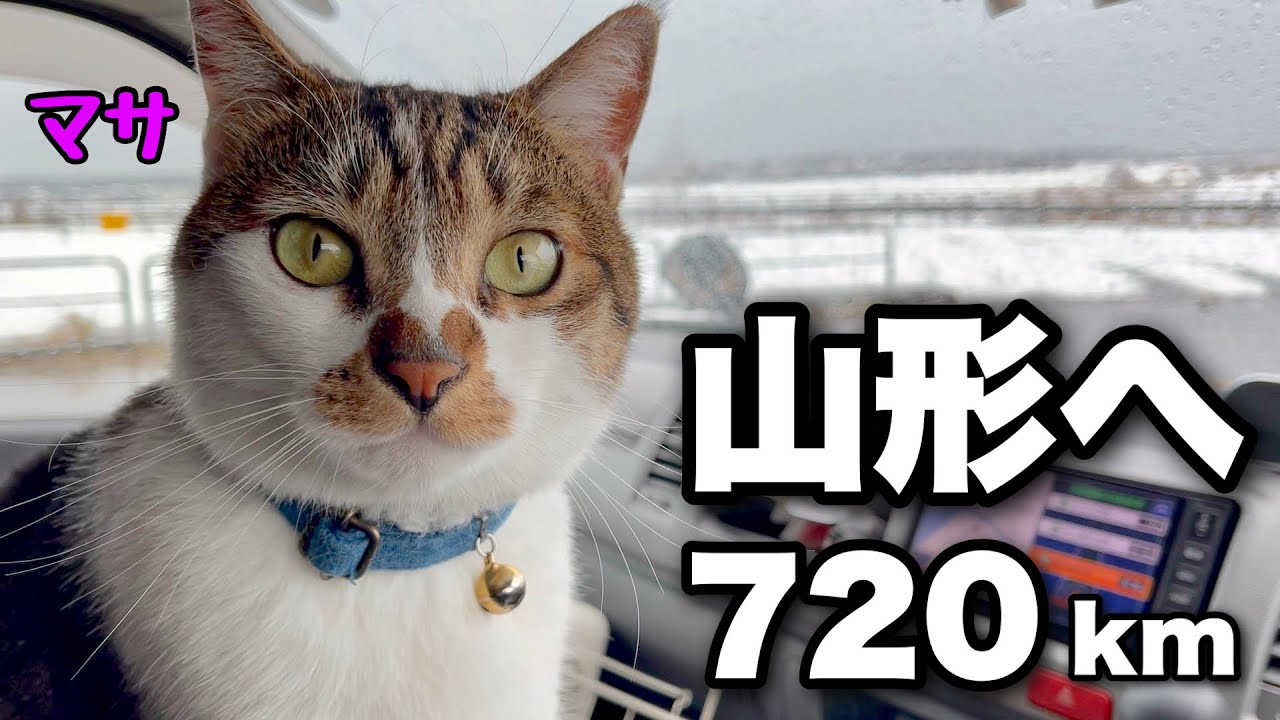 Sleeping in a car with a cat] 720 km to the extreme cold Yamagata