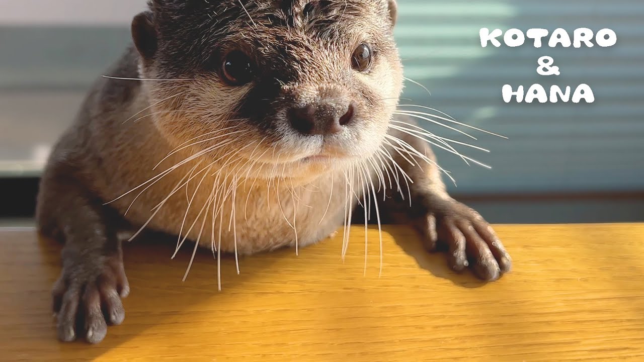 Grumpy Otter Gets a New Punk Hairstyle - YouTube