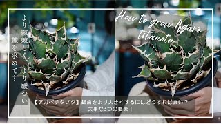 アガベチタノタ】鋸歯を大きく厳つくする方法を考察！大事な3つの要素