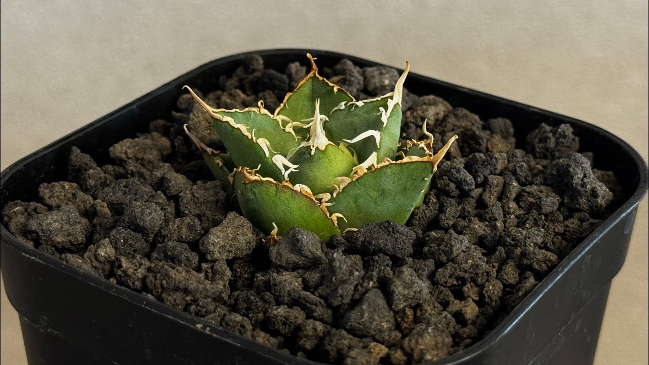 20260209 アガベ・チタノタ 緑水鬼(芽)-005｜agave green submariner