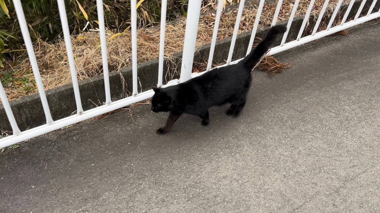 くろねこちゃん blackcat 2026年2月8日 - YouTube