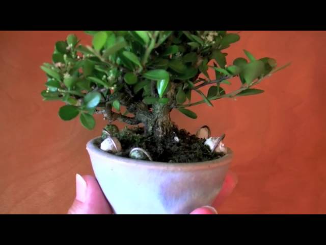 ハリツルマサキ盆栽-E（針蔓柾）ミニ盆栽の販売と育て方・作り方