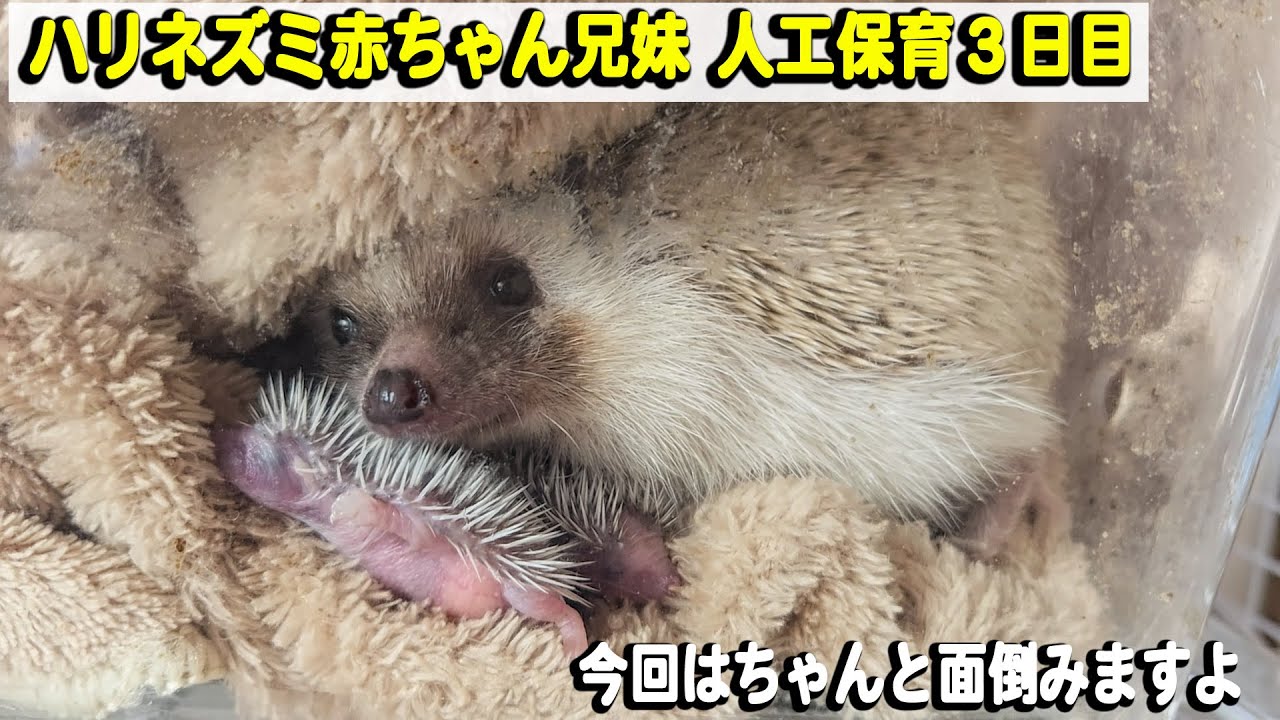 Is the mother ready to go this time? Baby hedgehog siblings, day 3