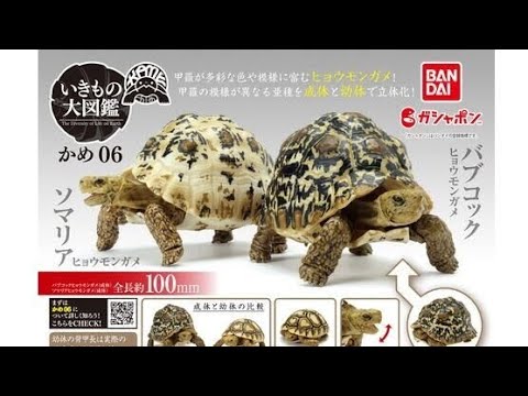 かめ 06』いきもの大図鑑 コンプリート開封動画 ガシャポン