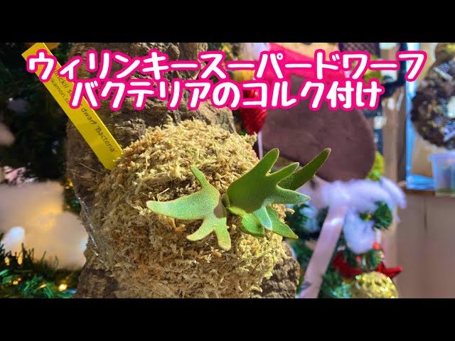 P.willinckii super dwarf 'Bacteria'ビカクシダ ウィリンキースーパー