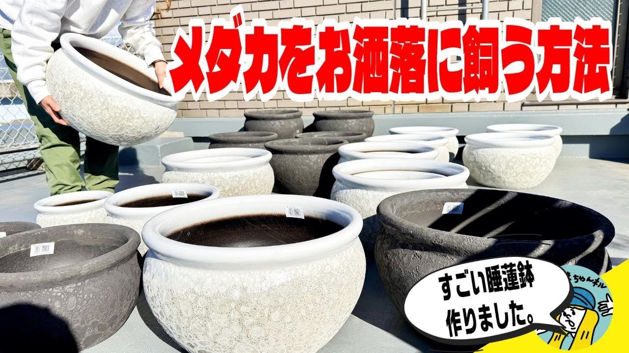 小サイズホワイト【睡蓮鉢】オリジナル睡蓮鉢！外側柄つき！内側黒塗装