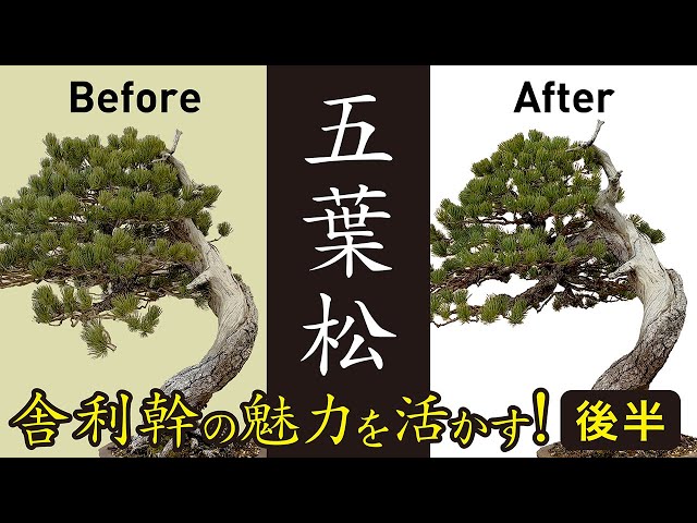 五葉松の舎利幹 後半 - YouTube