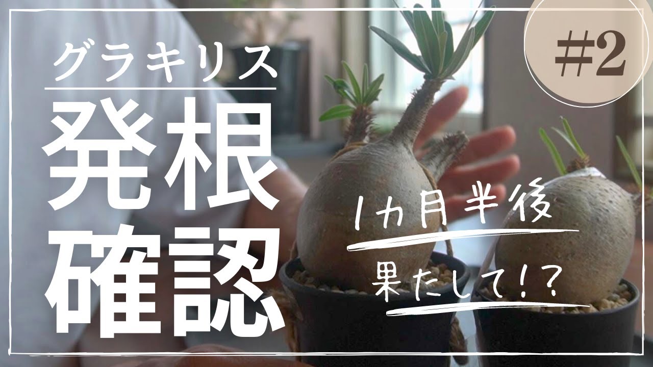 グラキリス発根管理②1カ月半後の発根確認！結果は？【塊根植物初心者