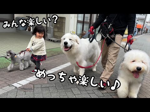 絆】2歳児が超大型犬と狂犬を引き連れて散歩に行くとみんな楽しくて