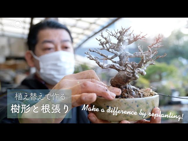 Kaede] Tree shaping and rooting are determined by 