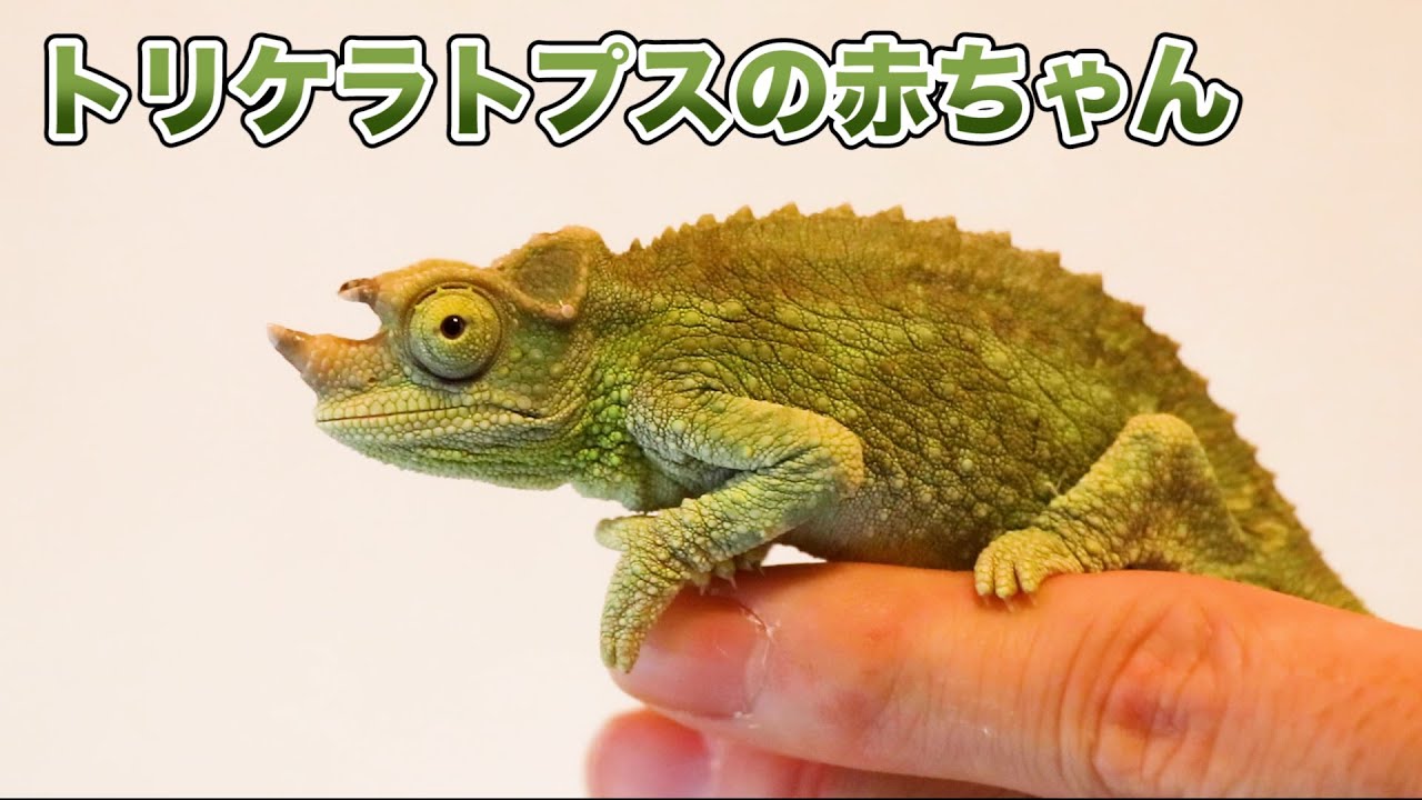 Jackson's chameleon is starting to show color [Chameleon breeding