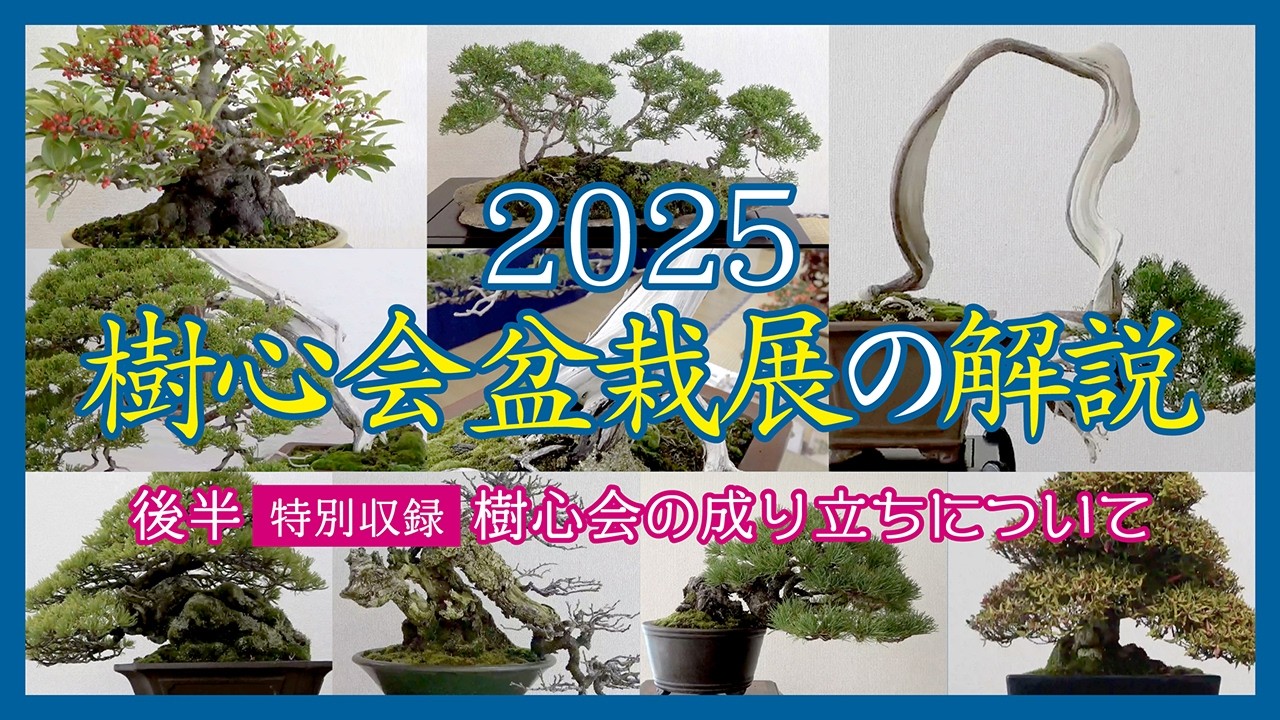 2025 Jushinkai Bonsai Exhibition Commentary [Second Half] Special