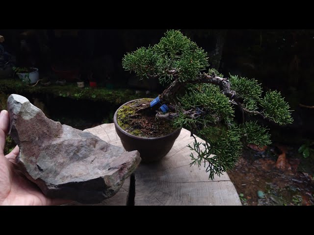 創作！石付き盆栽 ♯632 - YouTube