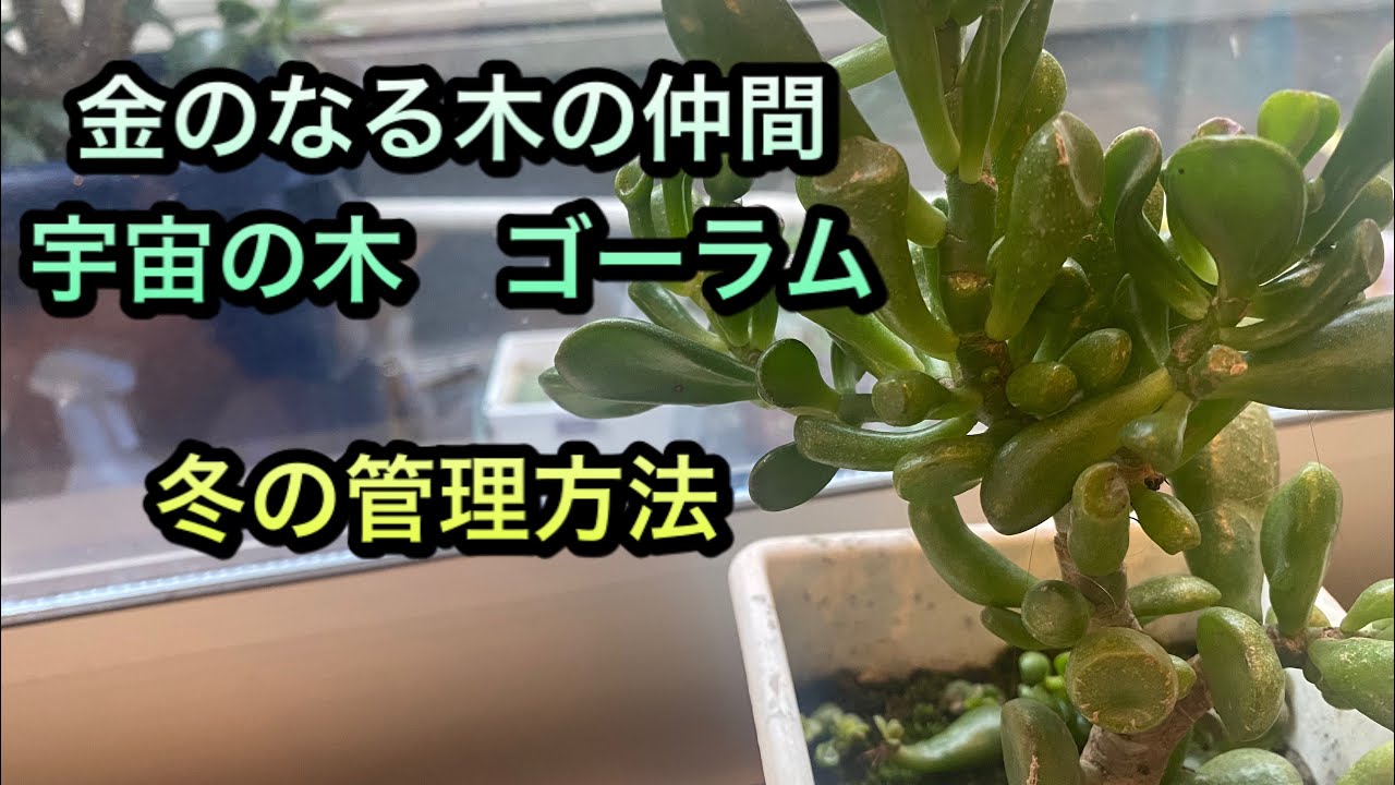 金のなる木の仲間、ゴーラムの特徴と育て方 - YouTube