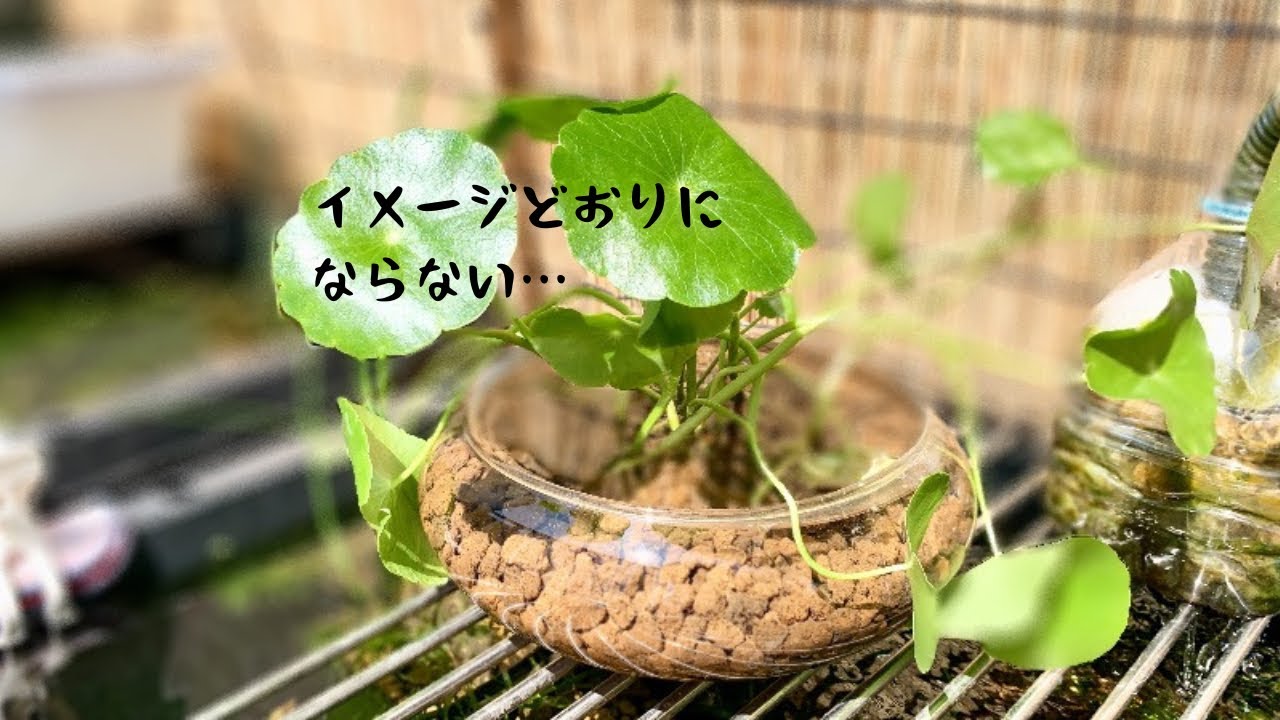 ウォーターマッシュルームかっこよく植えるコツは・・・？ - YouTube