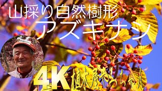 山採り自然樹形のアズキナシ販売 那珂市秋元園芸