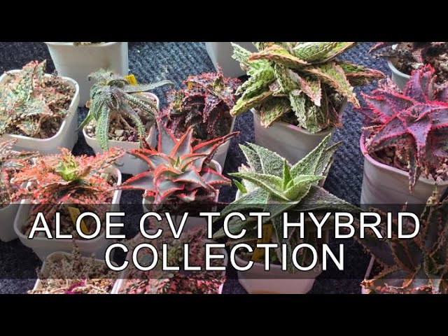 My Aloe cv. TCT Hybrid Collection 2025 - YouTube