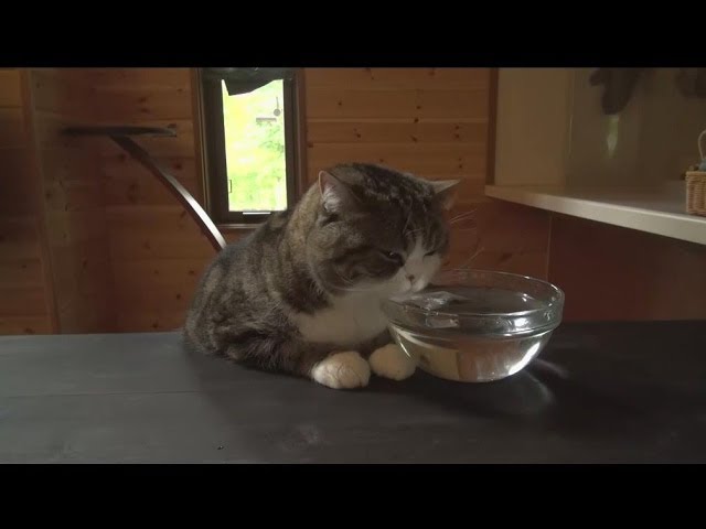 まるです6。 I am Maru 6 - YouTube