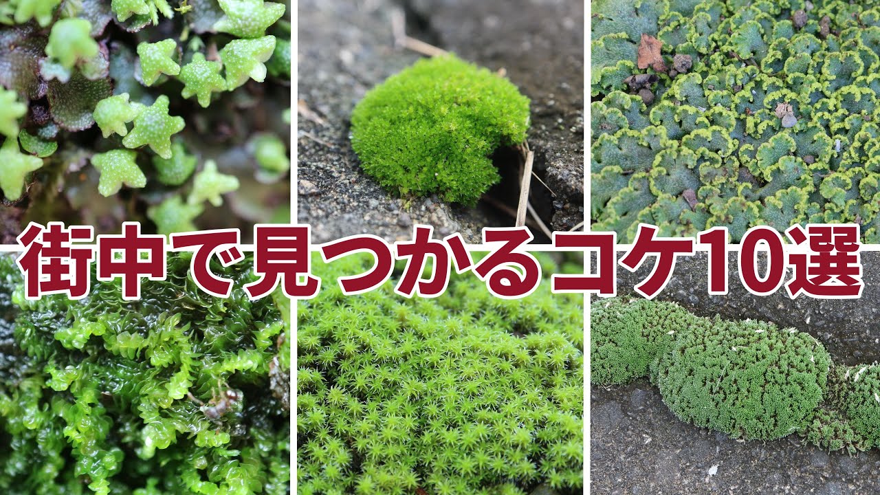 苔図鑑シリーズ】no.3 ホソウリゴケ - YouTube