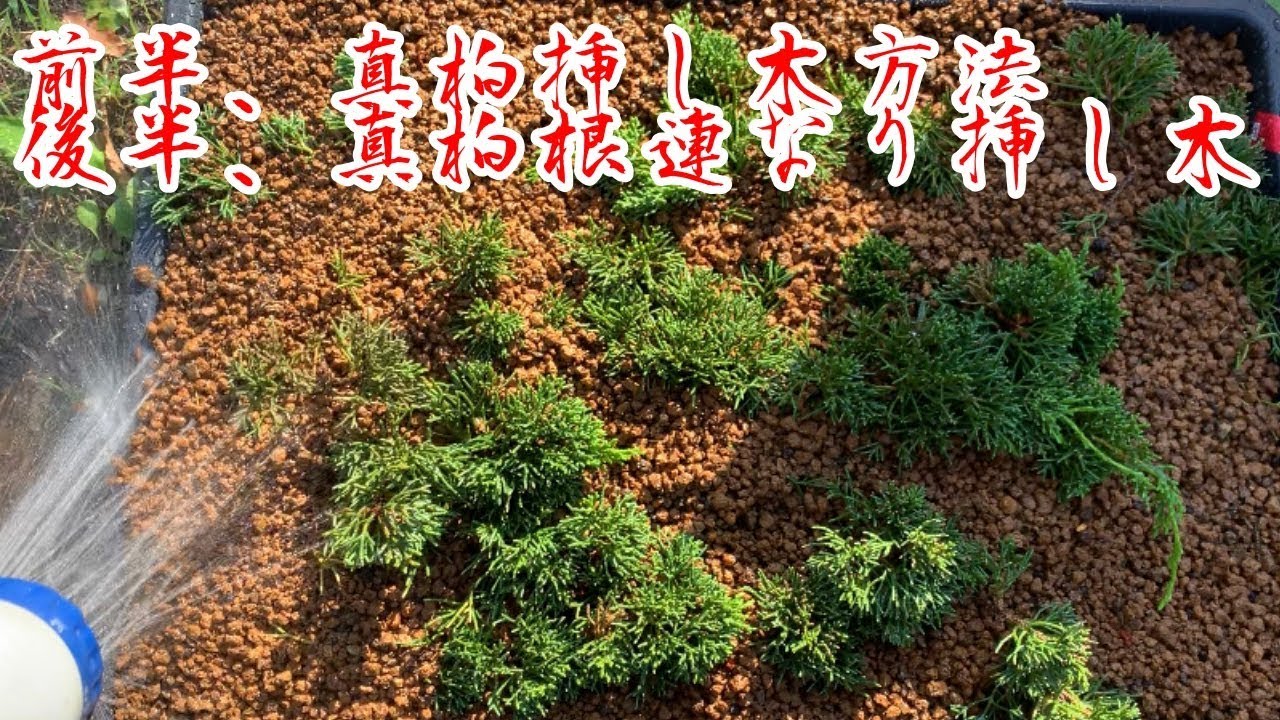 真柏の挿し木 根連なりの挿し木の方法🌟Juniper cutting How to create