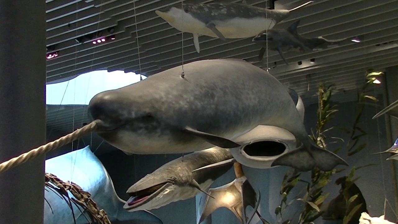 イッカク（一角鯨：海のユニコーン） Narwhal - YouTube