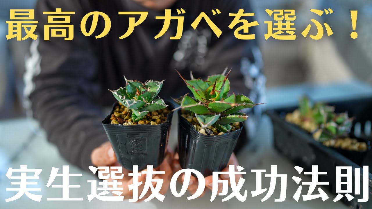 実生アガベのおすすめの個体を紹介 - YouTube
