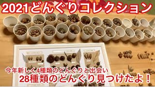 2021どんぐりコレクション〜28種類のどんぐり見つけたよ！ - YouTube