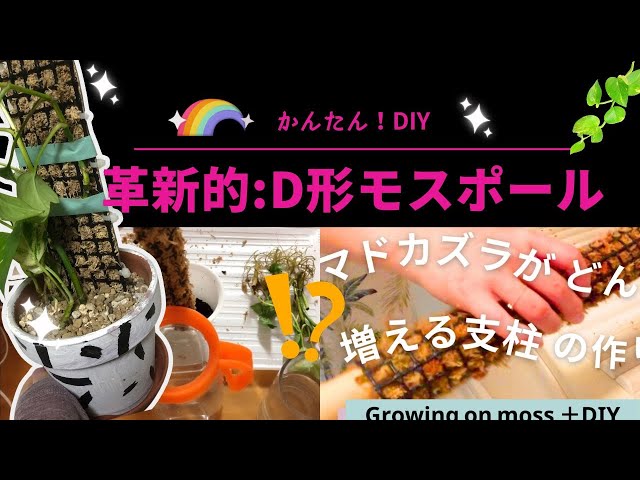 水苔無しモスポール 50本まとめ 20cmサイズ 水苔無しモスポール 50本まとめ