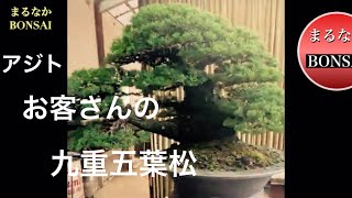 329 手入れしに来ていた九重五葉松。 【盆栽】​⁠‪@bonsai1007‬ - YouTube