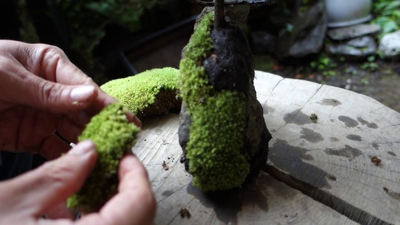 Bonsai diary ♯130「石と苔と木を組み合わせて楽しむ石付き盆栽作り