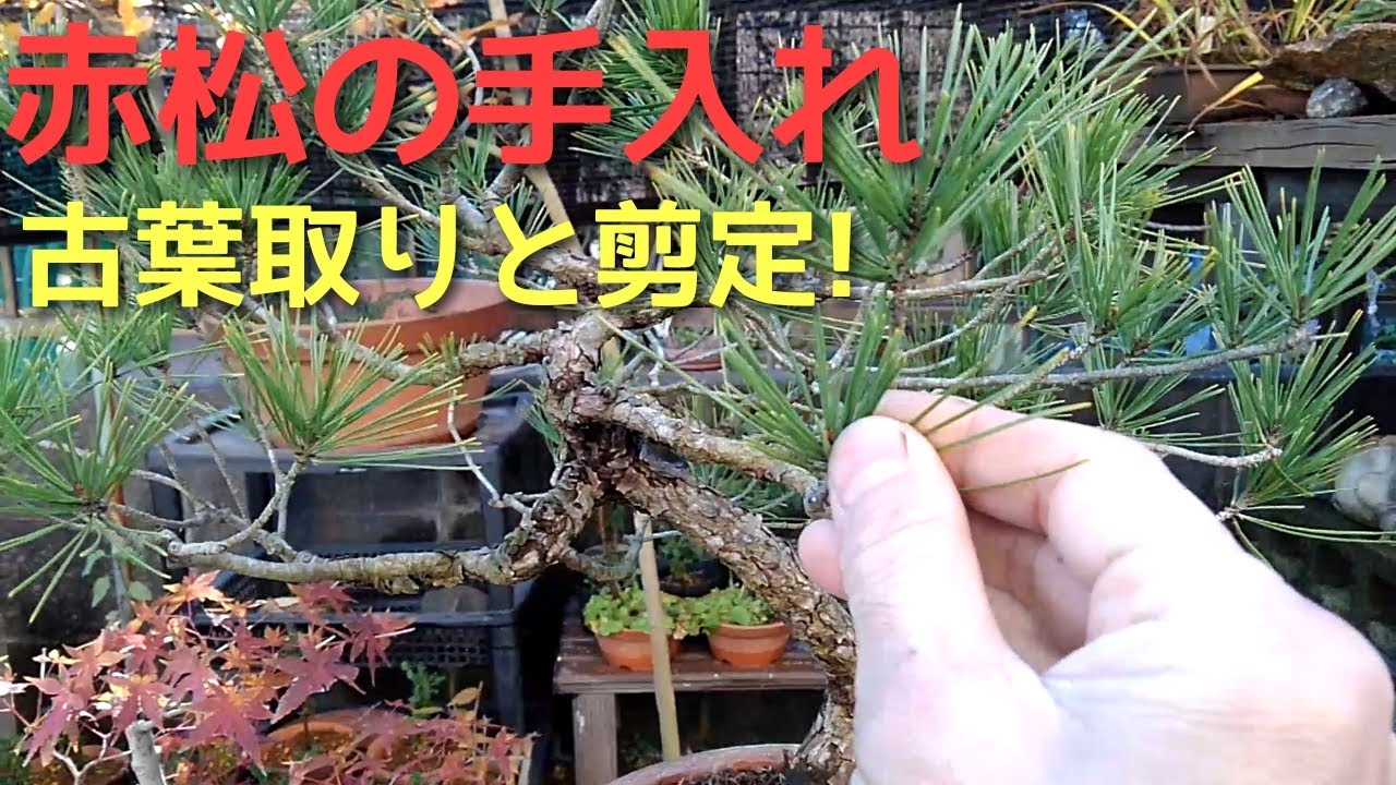 赤松の手入れ 古葉取りと剪定！ - YouTube