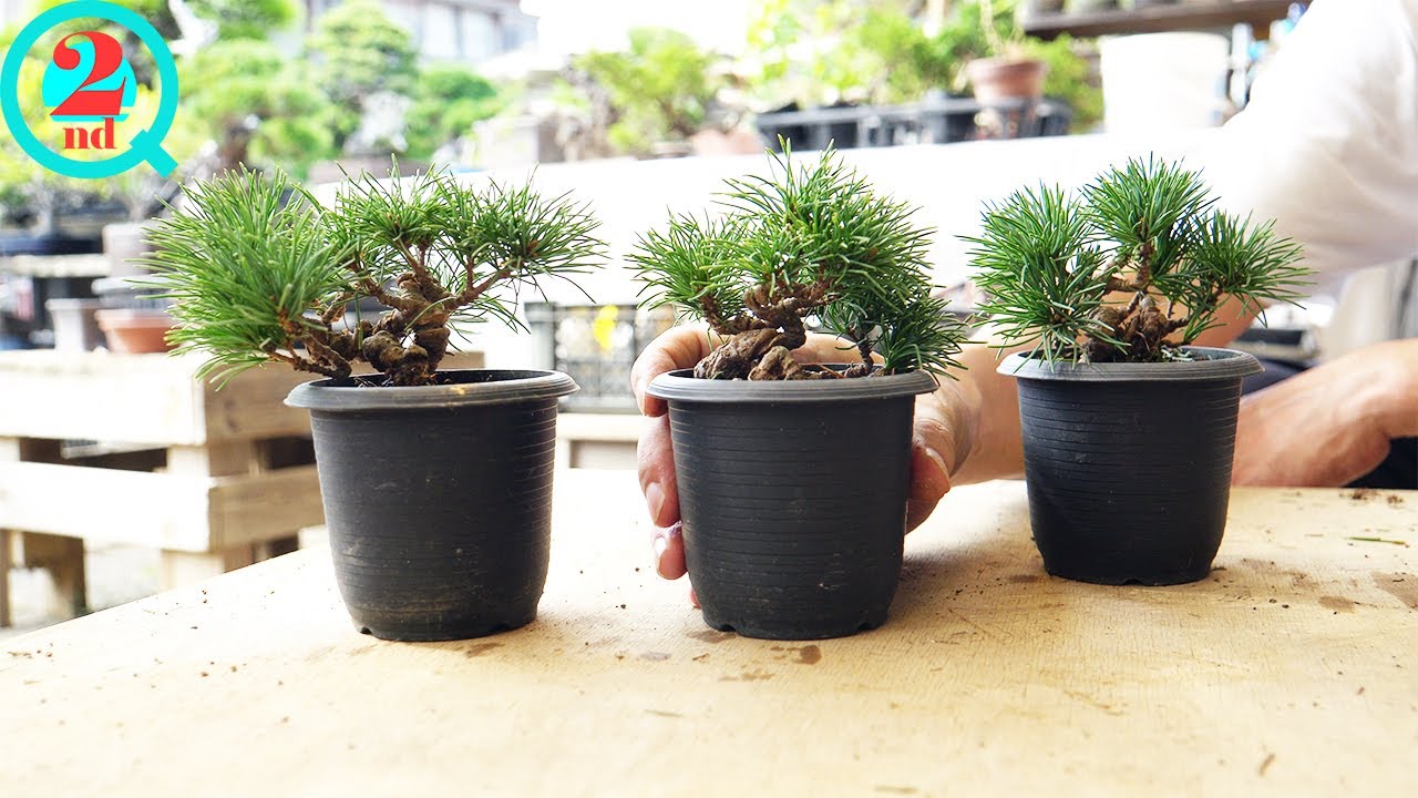 針金が食い込み過ぎた 五葉松の畳み込み【盆栽Q2nd】 - YouTube