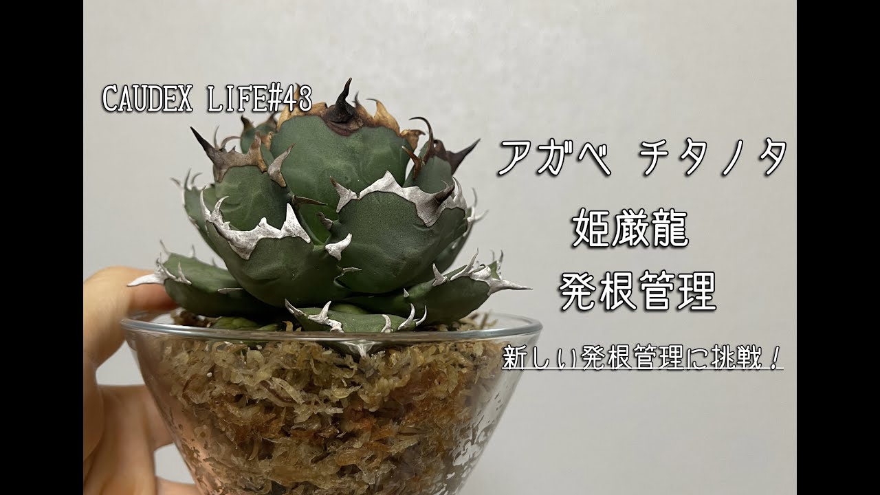 CAUDEX LIFE #43】アガベ チタノタ 姫嚴龍 水苔発根管理 - YouTube