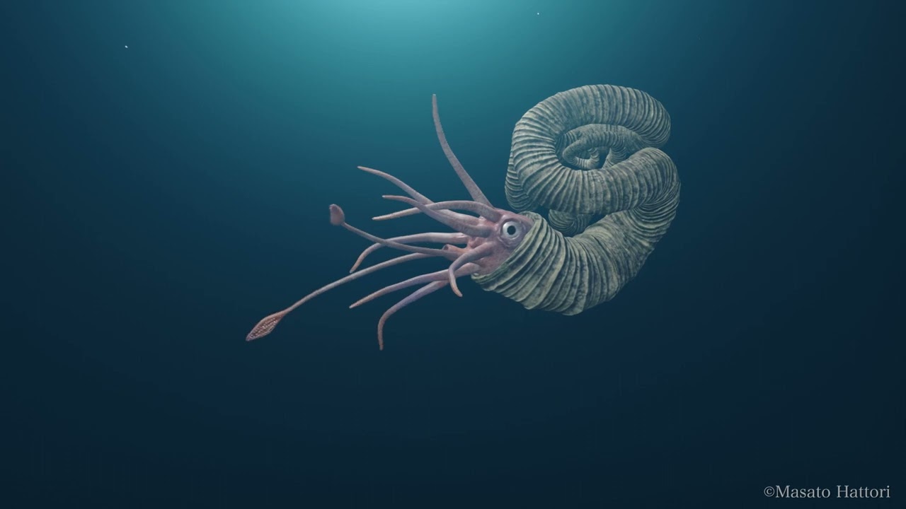 ニッポニテス・ミラビリス Nipponites mirabilis - YouTube