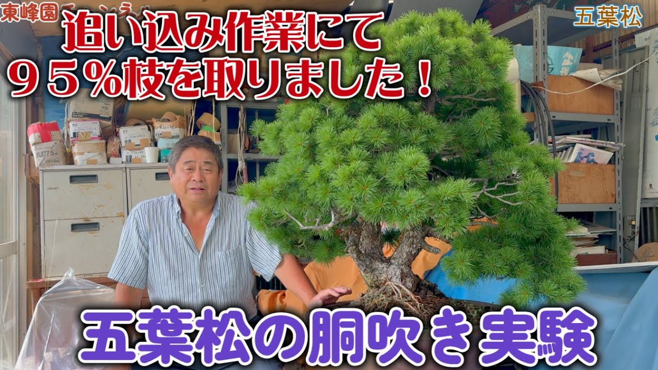 盆栽】番外編 五葉松の胴吹き実験【追い込み作業にて95％枝を取り