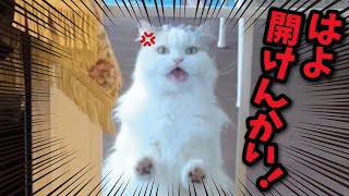 Today, the extremely selfish kitty is furious again. - YouTube