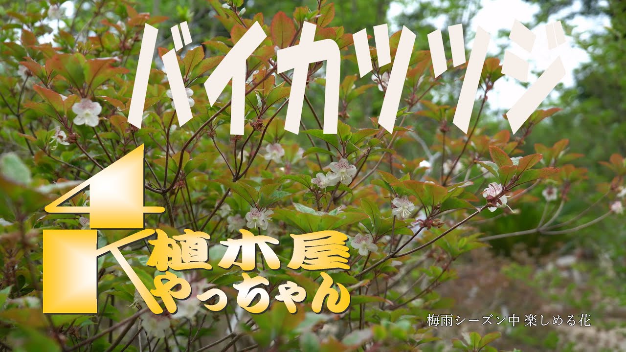 お庭の必須アイテム 山採りバイカツツジ 花 2021 - YouTube