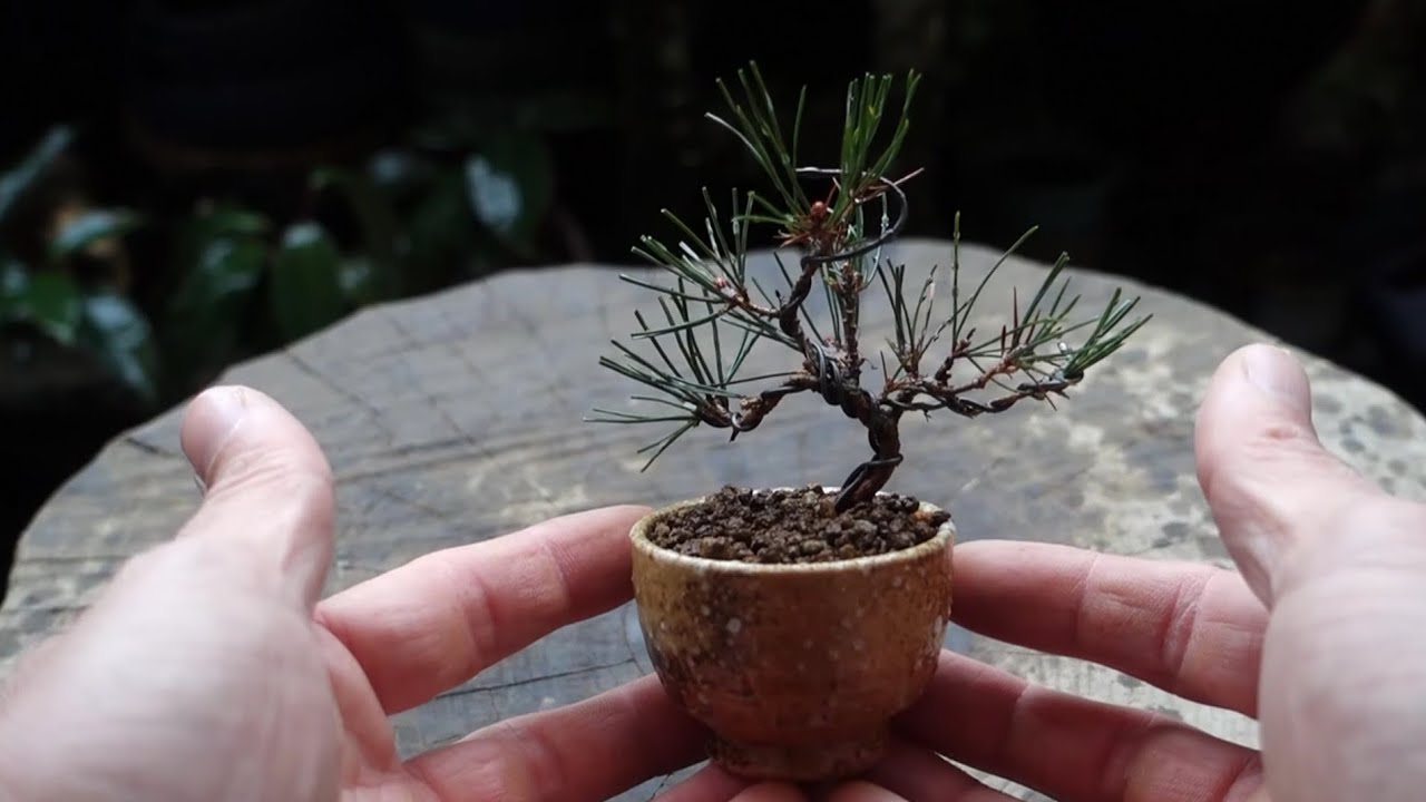 Bonsai diary】 ♯176 赤松のミニ盆栽/お猪口植え - YouTube