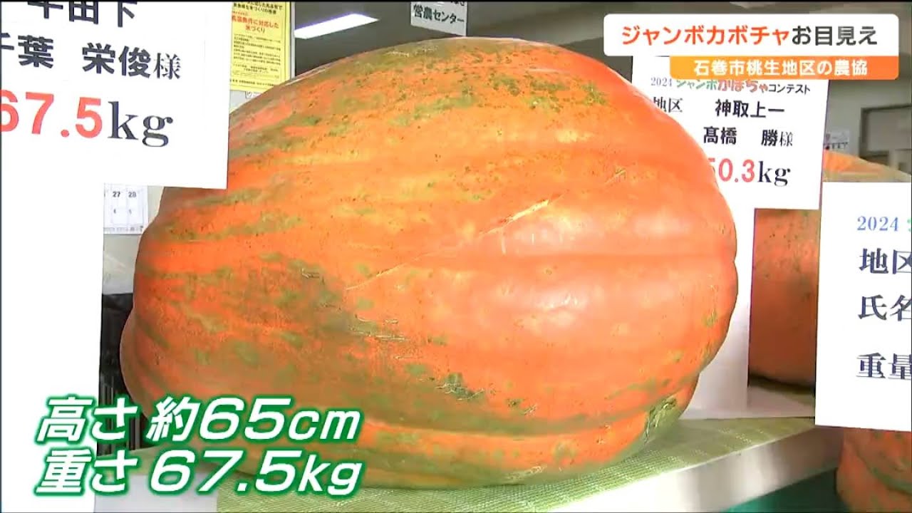 高さ65センチ、重さ67.5キロ』コンテストで優勝したジャンボカボチャ